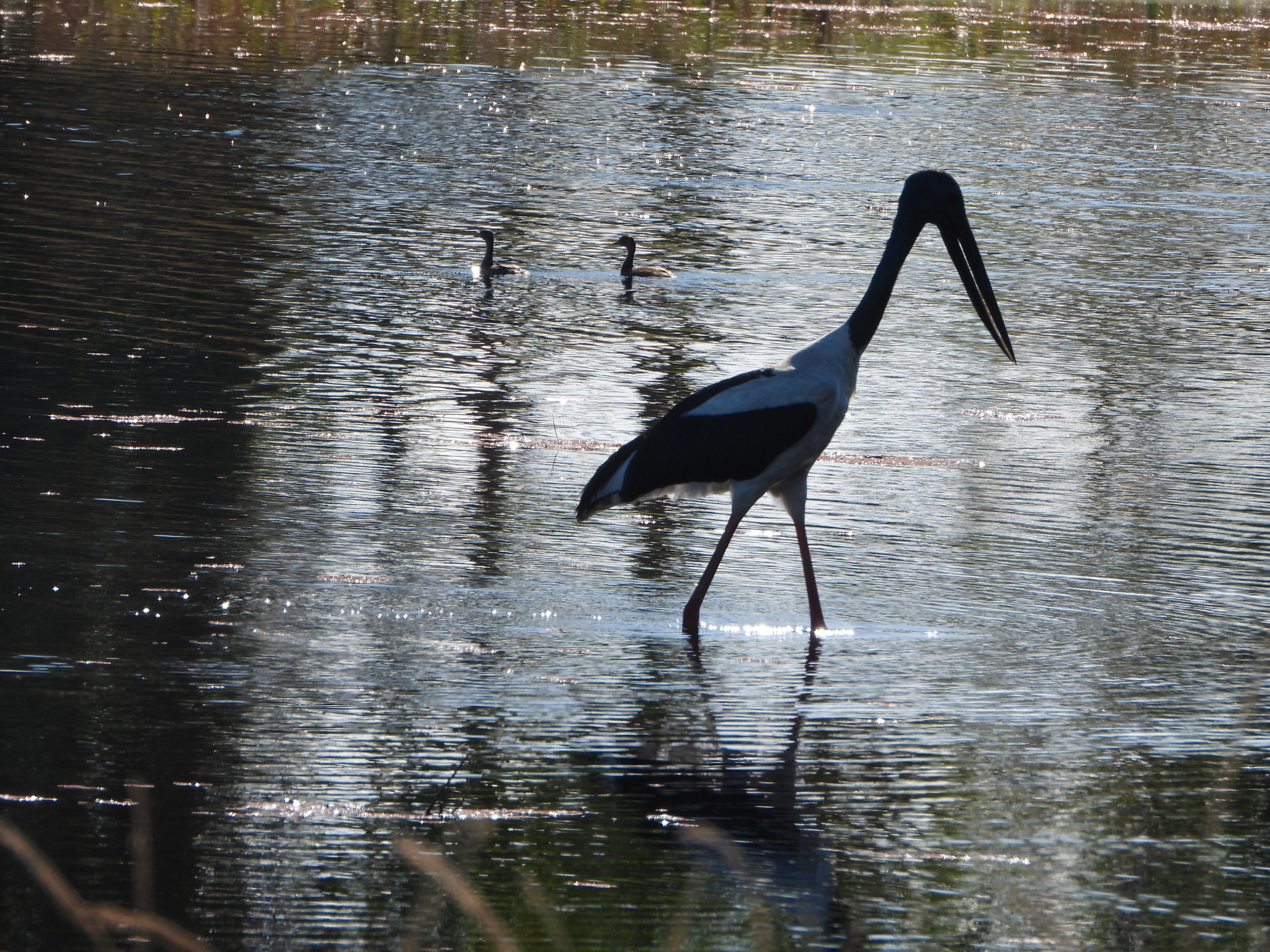 Photo by Joanne Cassady