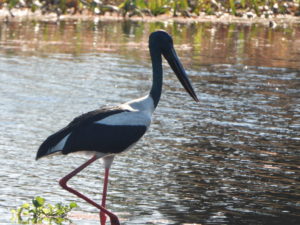 Photo by Joanne Cassady