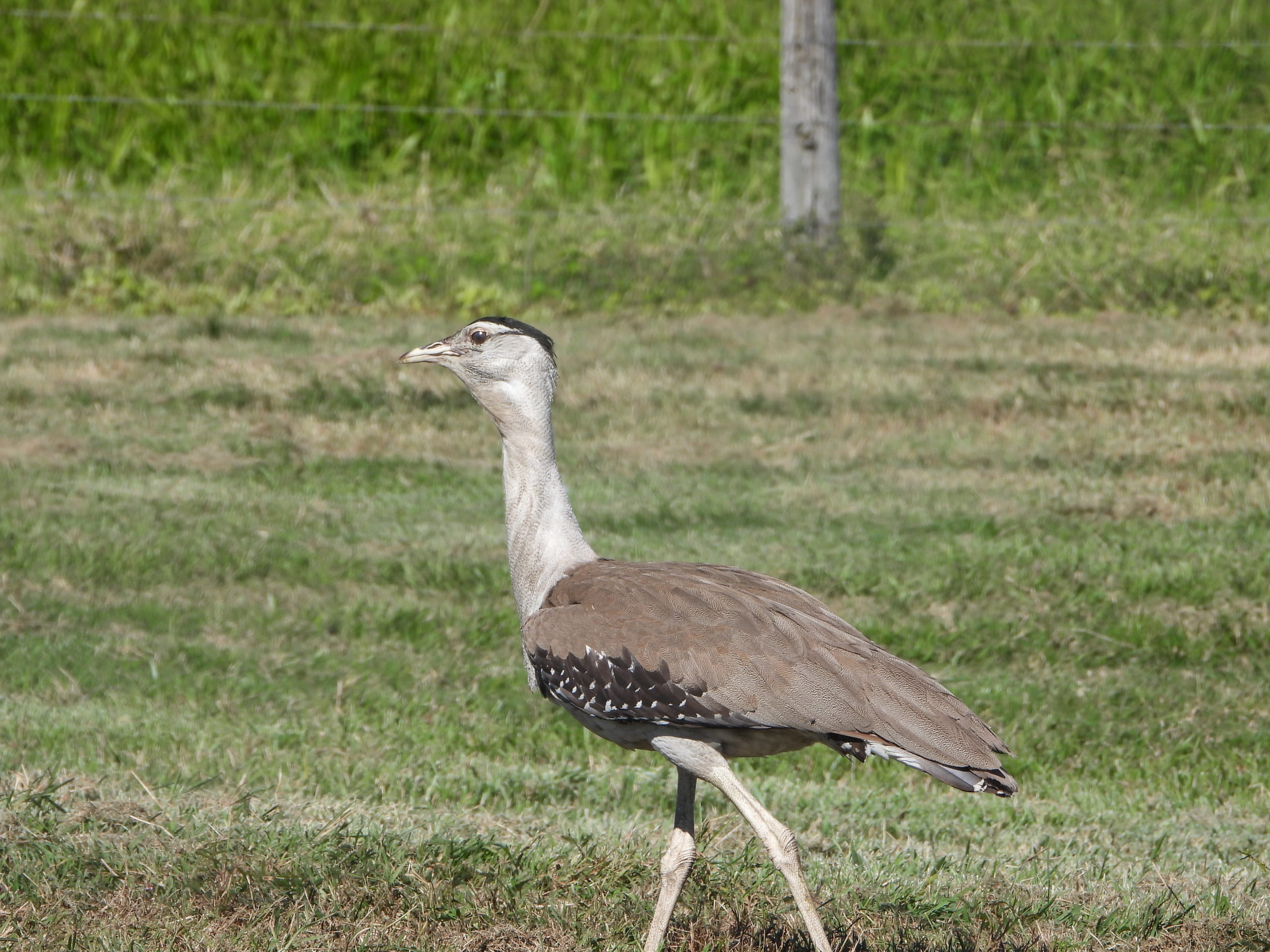 Photo by Joanne Cassady